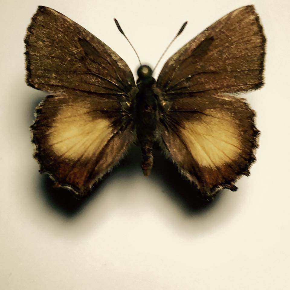 Callophrys iris (Aberration, Monmouth County New Jersey) [Internet image property of respective owner, non commercial use only]